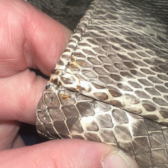 Inge Christopher Genuine Snakeskin Quilted Crossbody Bag Gunmetal Chain Luxury - Picture 10 of 13